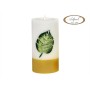 ficus 14070